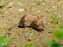 Mouse – Mysz